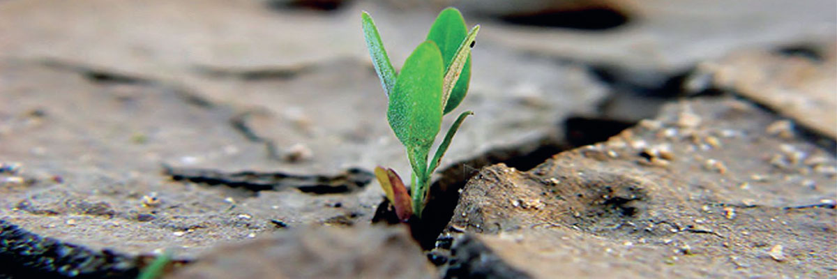 L'Olismologia<sup>®</sup>; la Disciplina della Sintesi.